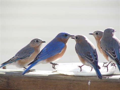 Bluebirds