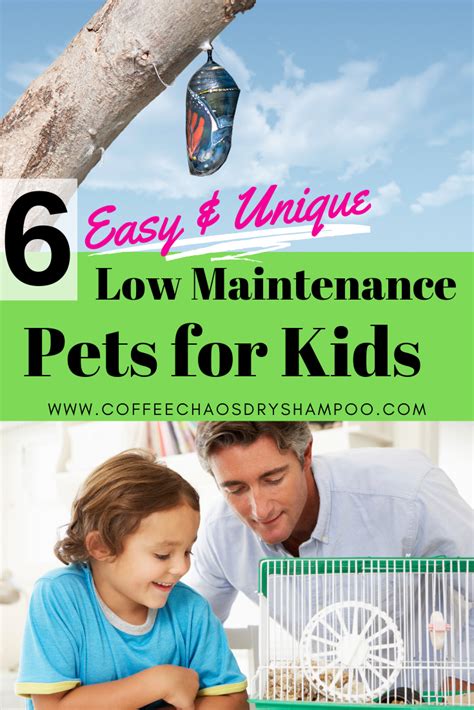 Low Maintenance Pets For Kids If You Are Choosing A Pet For Your Child ...