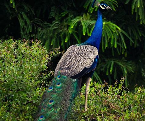 10 Best Places To Find Wild Peacocks In India Wildlifezones