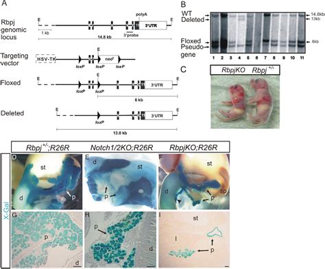 Figure 1 From Conditional Ablation Of Notch Signaling In Pancreatic