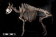 Category:Bison bison skeletons - Wikimedia Commons