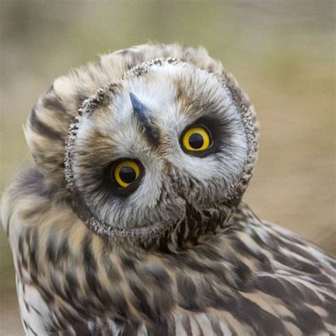 Amazing Pictures Owl Turn Their Heads Up To 270 Degrees Part 4