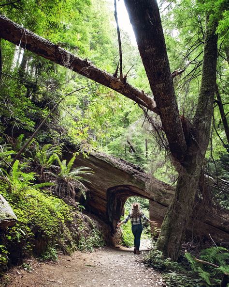 Tall Trees Grove Trail Redwood National Park — Flying Dawn Marie