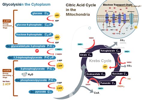 Glycolysis Boundless Microbiology