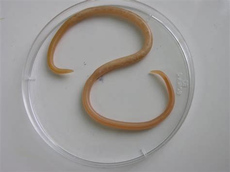 Biologia Phyllum Nematoda