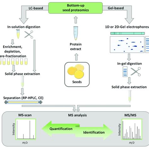 The Overview Of The Experimental Workflows For Gel Based And Gel Free