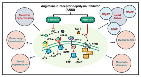 The Promising Roles Of Arni In Cardiovascular Diseases Arni E G