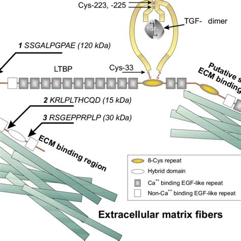 Structure Of Integrin Integrins Are Composed Of α And β Chains That