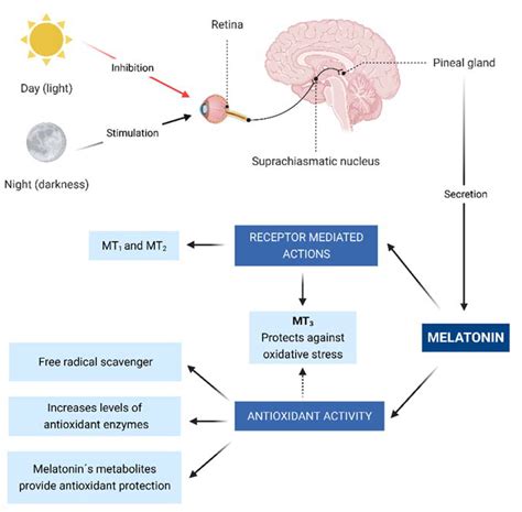 Antioxidants Free Full Text Role Of The Antioxidant Activity Of