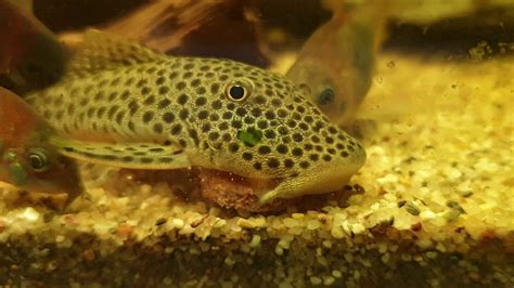 Rubber Lip Pleco