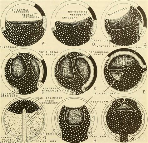 Comparative Embryology Of The Vertebrates With 2057 Drawings And