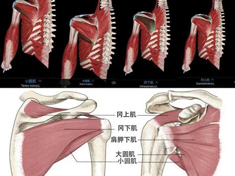 肩康复必要解剖肩胛关节肩胸关节主要肌肉群 知乎