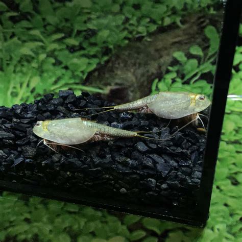 Triops Fish Tank Longicaudatus Eggs for Hatching - GreenWaterFarm