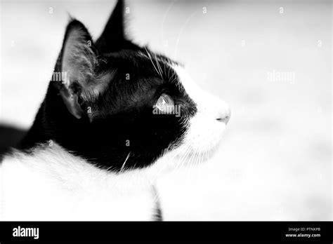 Owl And Cat Black And White Stock Photos And Images Alamy