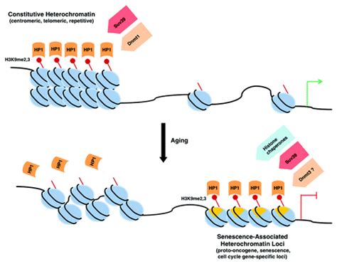 Full Article Global Heterochromatin Loss