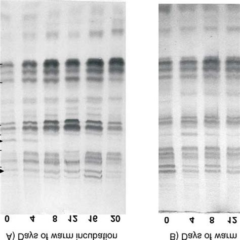 Changes In The SDS PAGE Pattern Of Soluble Proteins Extracted From