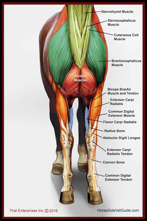 Equine first aid bandaging a horse – Artofit