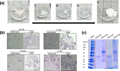 Characterization Of Decellularized Matrix Dcm A Optimized