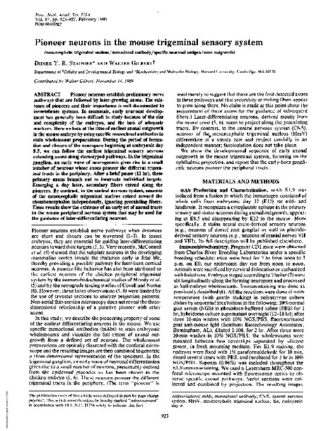 Pdf Pioneer Neurons In The Mouse Trigeminal Sensory System W