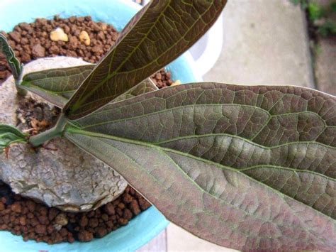Adenia Ovata
