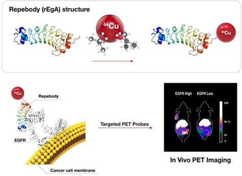 A High Affinity Repebody For Molecular Imaging Of Egfr Expressing