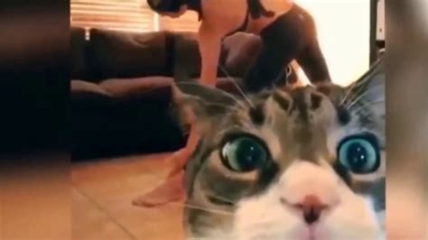 Funny Cats Fails Compilation Vines Fails And Funny Moments Video