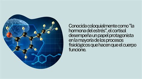 Explicación Sobre El Cortisol Conocida Como La Hormona Del Estres Ppt