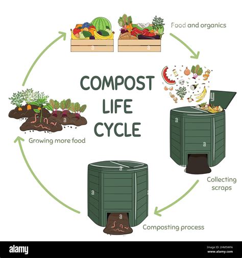 Compost Life Circle Infographic Composting Process Schema Of