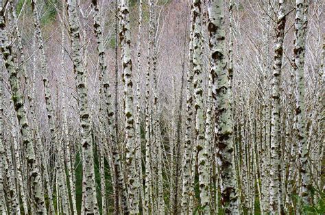 The Alder Tree Of Earth Fire And Water Trailkeepers Of Oregon