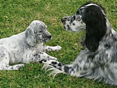 Vends Chiots Setters Anglais Petite Annonce Chien