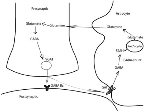 Gaba Neurotransmitter