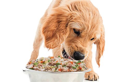 First Study On Human Grade Dog Food Says Whole Fresh Food Is Highly