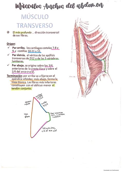 Solution Anatomia Del Abdomen Studypool