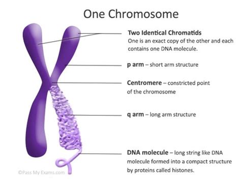 Honors Biology Chapter 8 Flashcards Quizlet