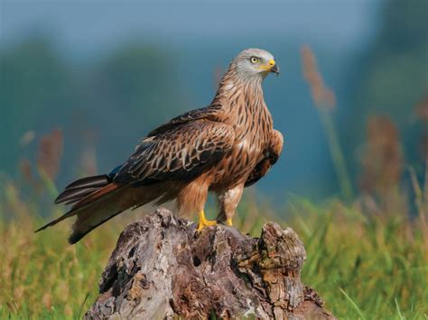 Red Kite Bird Facts (Milvus milvus) | Birdfact