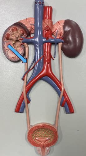 A P 2 Lab Urinary System Flashcards Quizlet