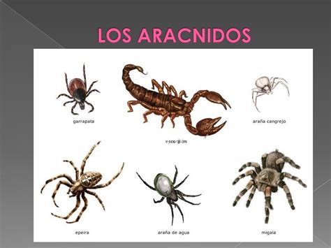 Los Insectos Yaracnidos