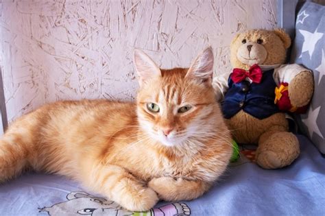 Premium Photo Cute Ginger Cat Sleeping On Bed Closeup