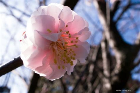 배경 화면 일본 화이트 식품 자연 그림자 과일 녹색 노랑 푸른 태양 공기 2014 빛 색깔 부드러운