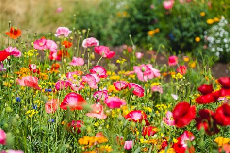 Wildflower Lawn Guide How To Create A Vibrant Meadow In Your Yard