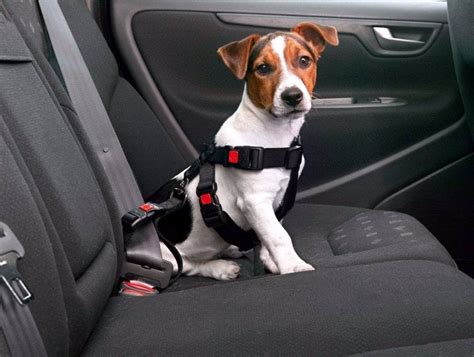 Cómo viajar con las mascotas en el auto 100 SEGURO