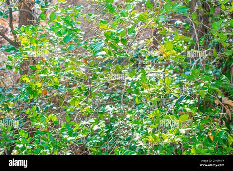 green leaves sprouting  leaves stock photo alamy