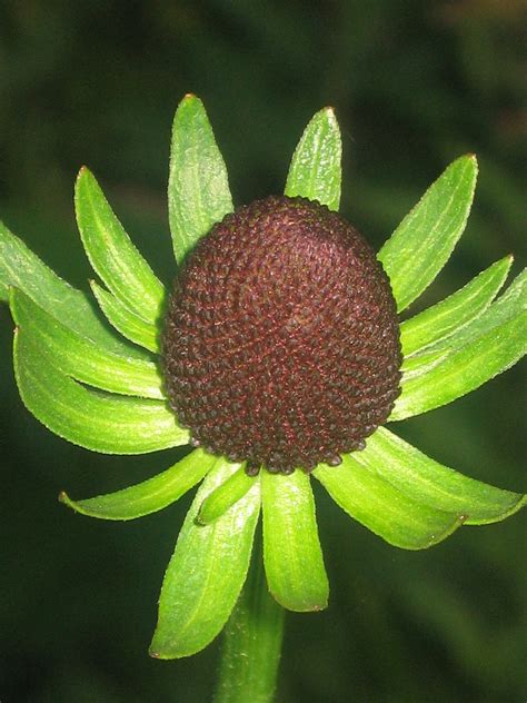 Rudbeckia Occidentalis Naked Black Eyed Susan At Albion Ba Flickr