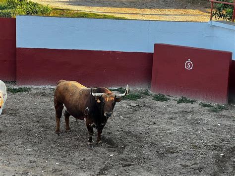 VÍDEO Rencoroso se prepara para su llegada a Benavente Benavente