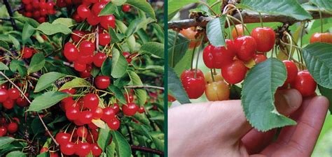 Montmorency Cherry Johnsons Nursery Kb