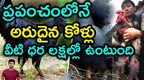 Top Rarest Chicken Breeds In The World Telugu Facts Youtube