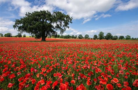 Coquelicot Fond d écran HD Arrière Plan 2048x1340