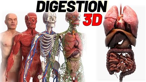 देखिए पेट में खाना कैसे पचता है Food Digestion 3d Animation Youtube