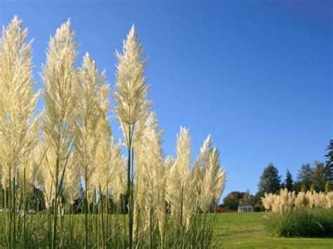 12 Best Tall Ornamental Grasses for Privacy