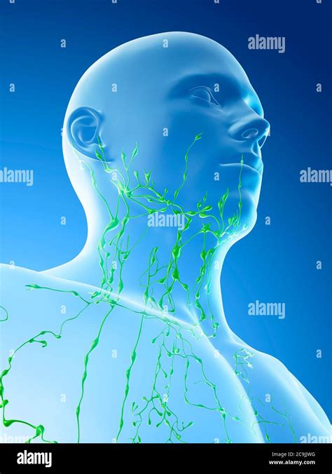 Lymphatic System Of Neck And Head Hi Res Stock Photography And Images